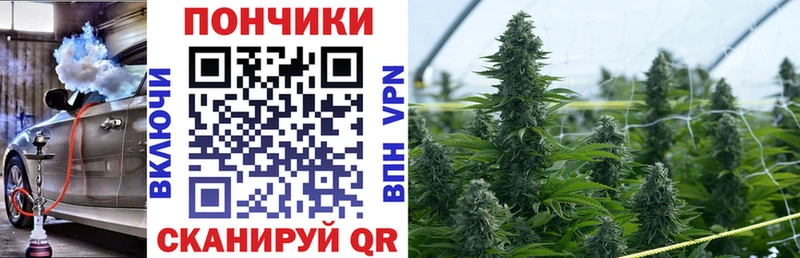 Бошки марихуана гибрид  где продают наркотики  Павловский Посад 